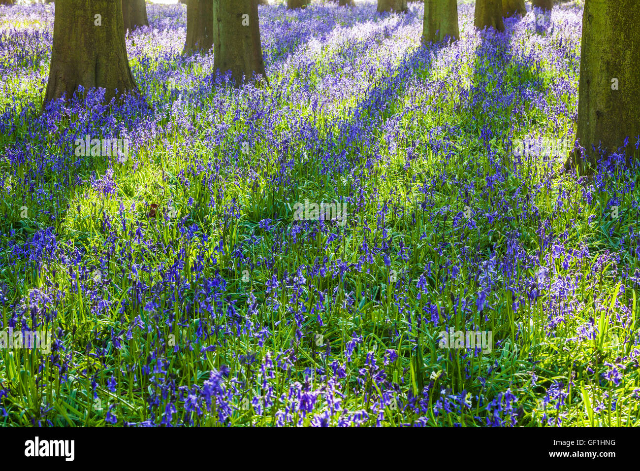 Bluebell Woods in der frühen Morgensonne. Stockfoto