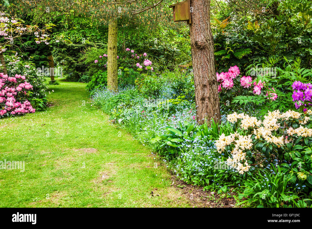 Grasbewachsenen Garten Weg gesäumt von Rhododendron-Büschen und Vergissmeinnicht. Stockfoto