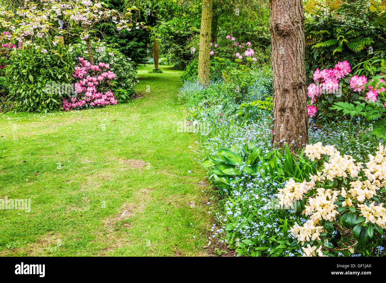 Grasbewachsenen Garten Weg gesäumt von Rhododendron-Büschen und Vergissmeinnicht. Stockfoto