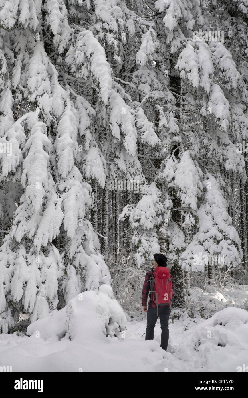 Wanderer mit Rucksack im Schnee bedeckt Wald. Oregon Cascades Stockfoto