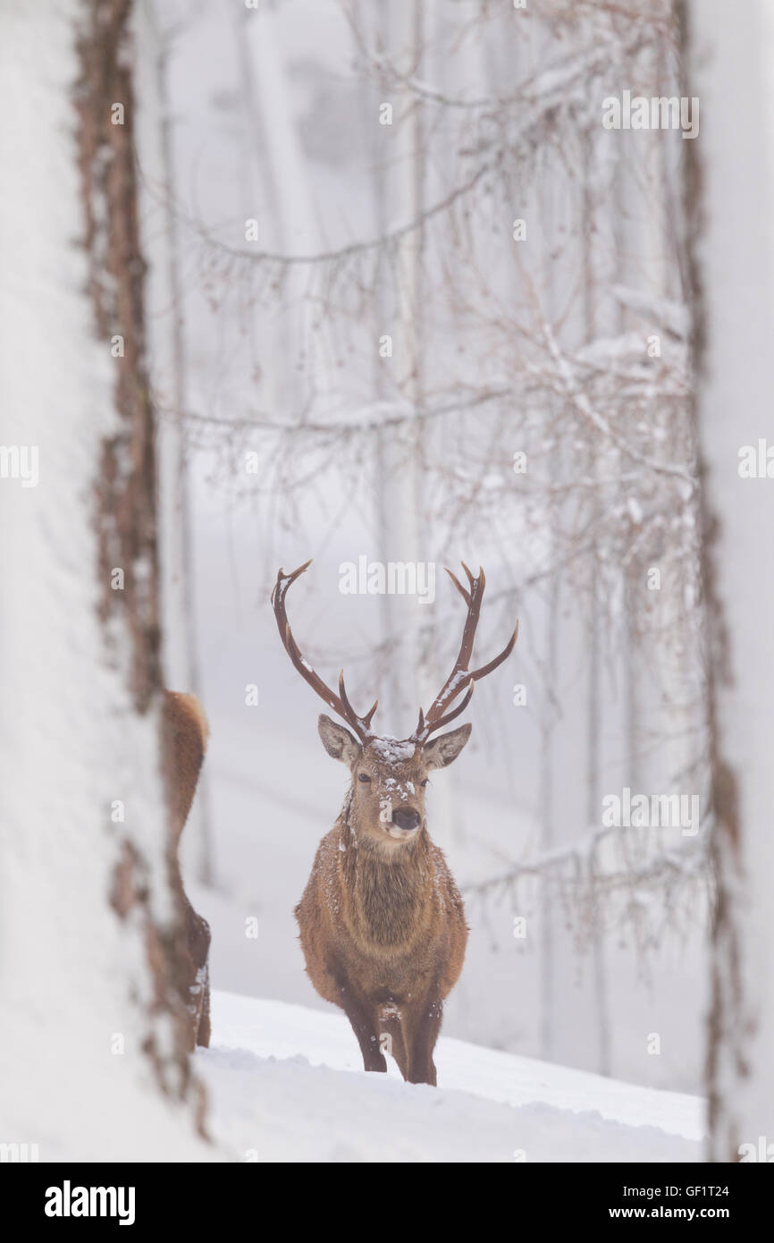 Rotwild im Winter Schnee Stockfoto