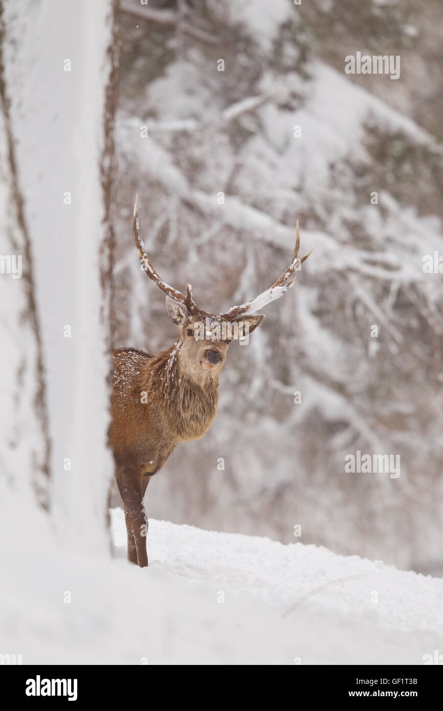 Rotwild im Winter Schnee Stockfoto