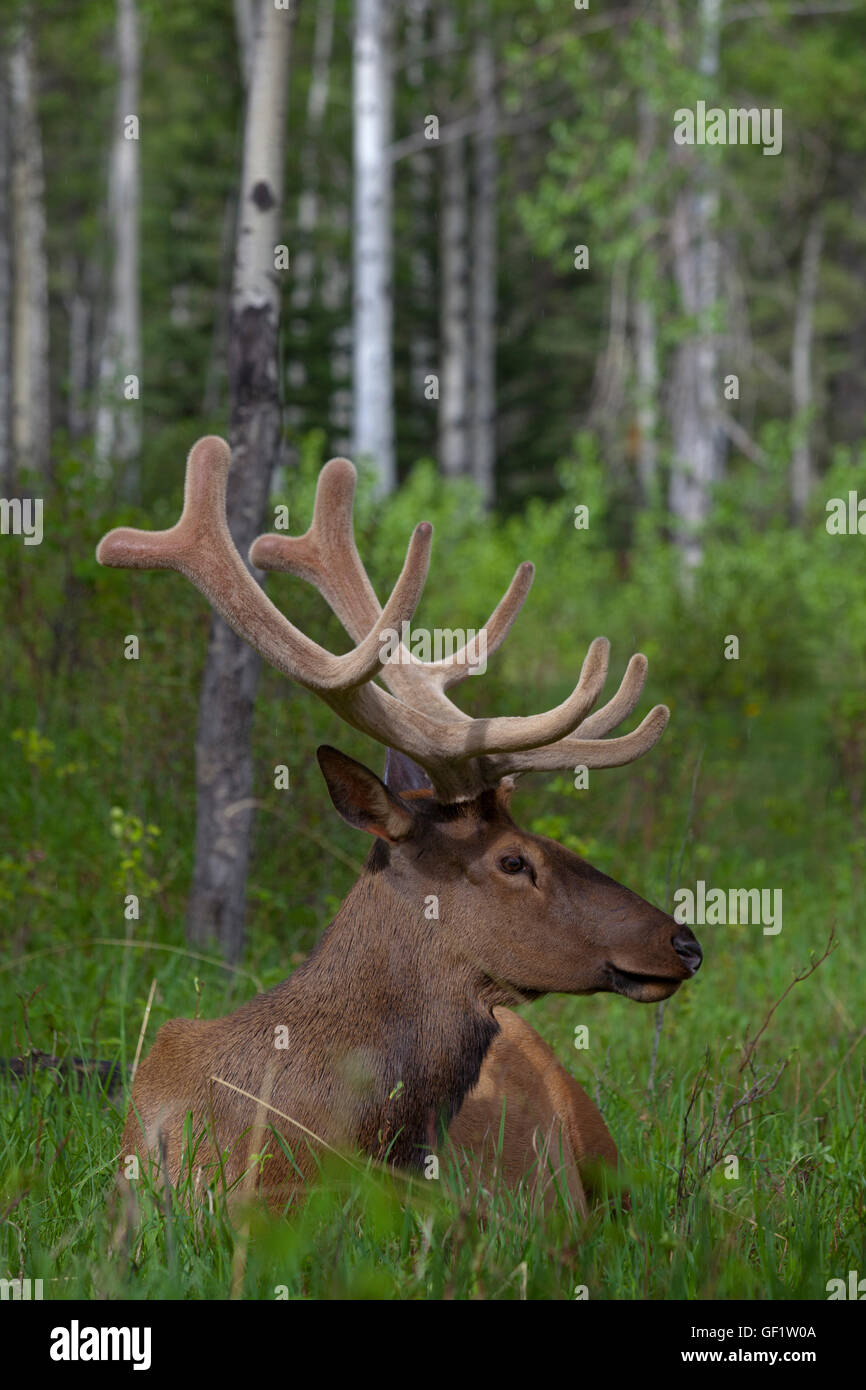 Tierwelt, Hirsche, im Banff National Park, Kanada. Stockfoto