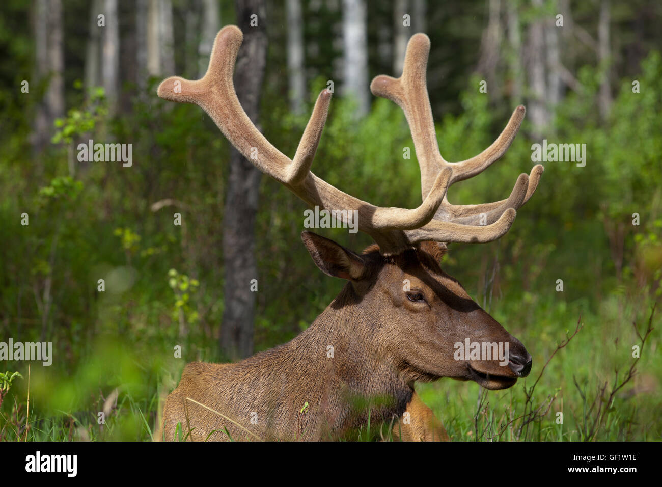 Tierwelt, Hirsche, im Banff National Park, Kanada. Stockfoto