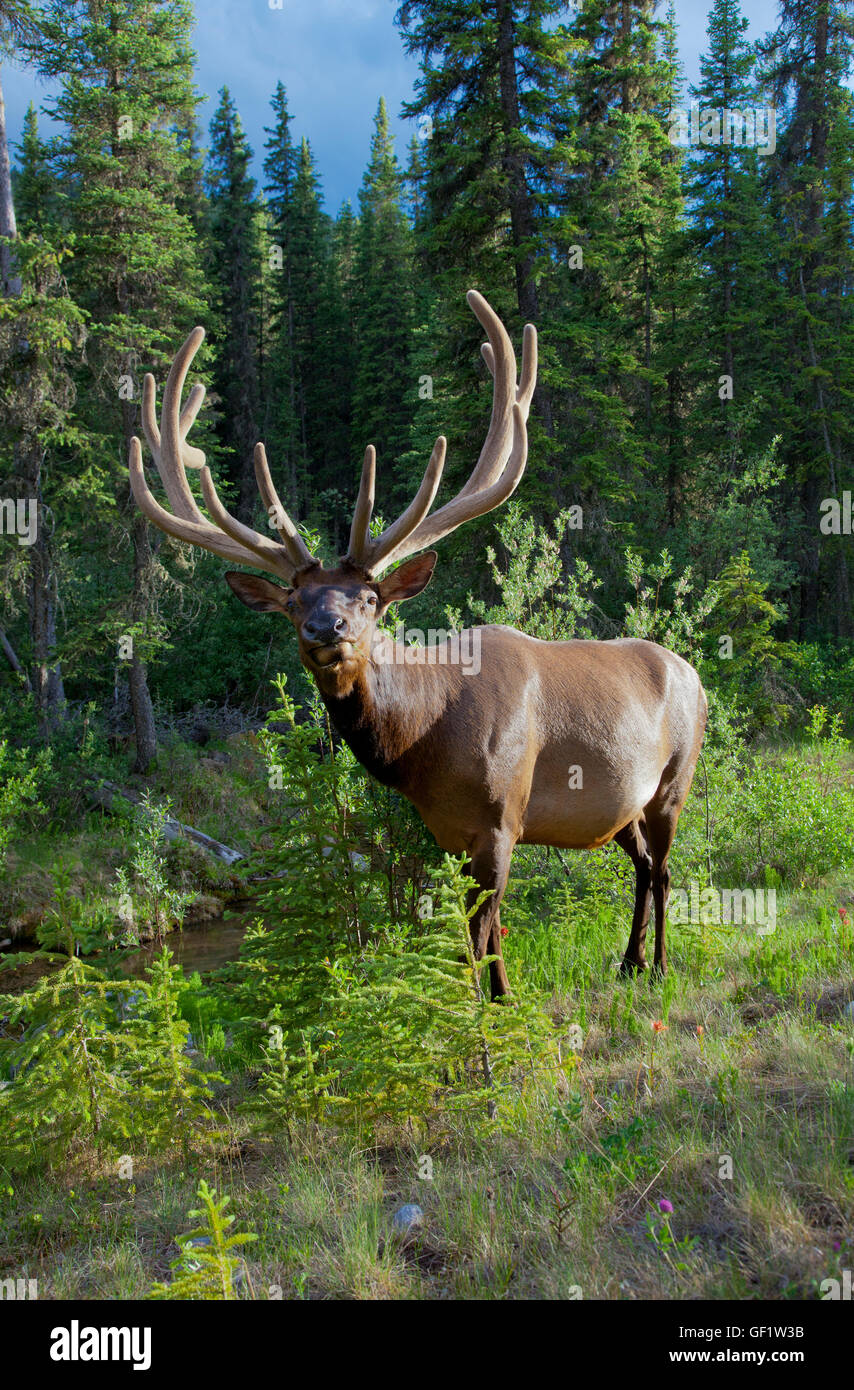 Tierwelt () im Banff National Park, Kanada. Stockfoto