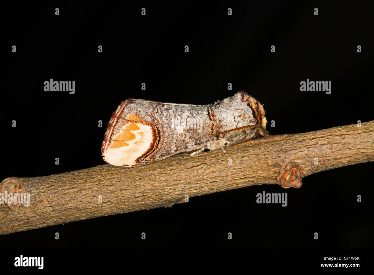 Buff-Tip Motte, Phalera Bucephala, alleinstehende Erwachsene in Ruhe am Zweig. Juni, Essex, England aufgenommen. Stockfoto