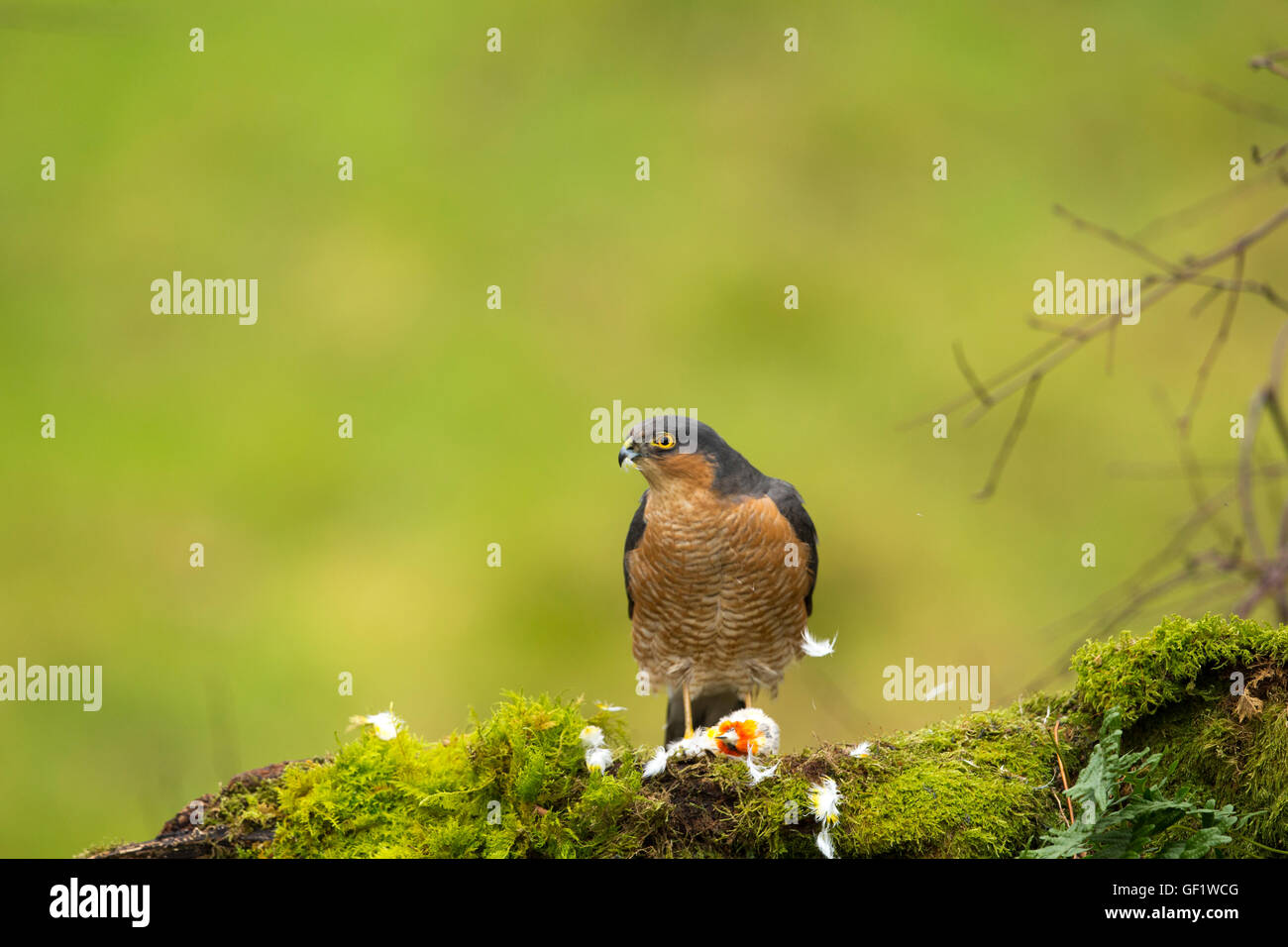 Sparrowhawk zupfen ein Stieglitz Stockfoto