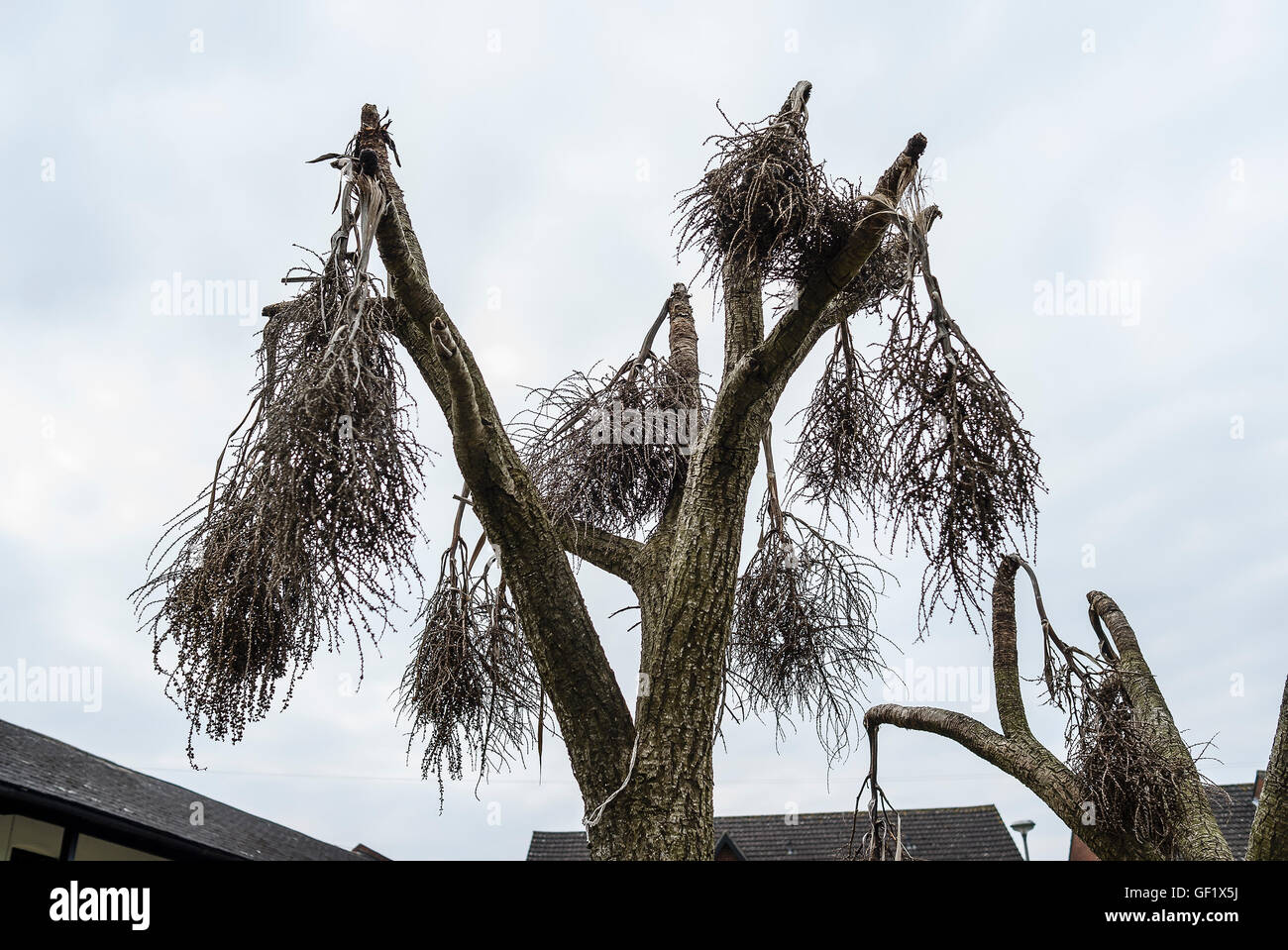 Gebeutelten Palme in einem städtischen Garten in Wiltshire nach Temperaturen unter dem Gefrierpunkt Stockfoto