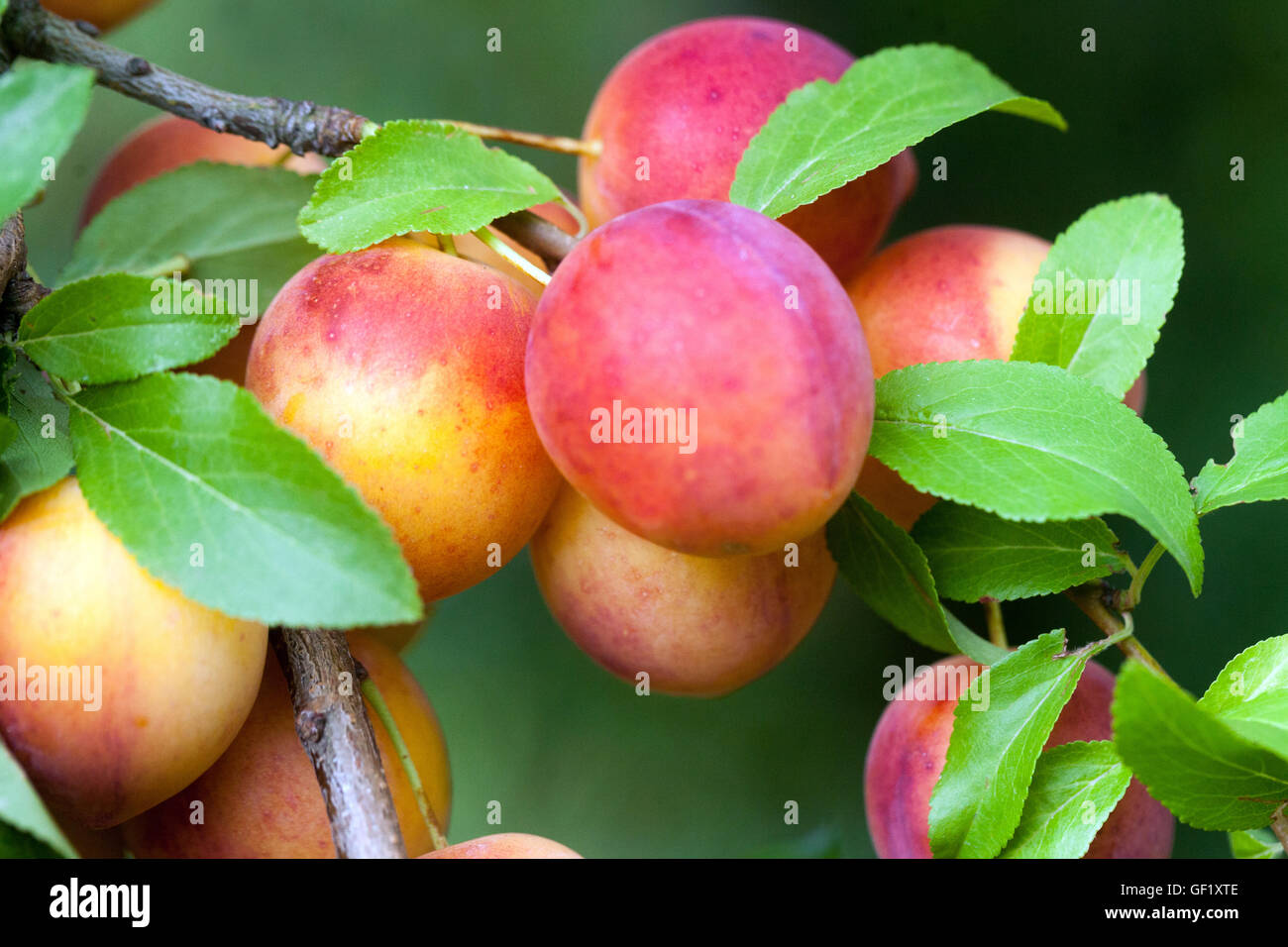 Kirschpflaume oder Mirabelle-Pflaume, Prunus domestica syriaca Stockfoto