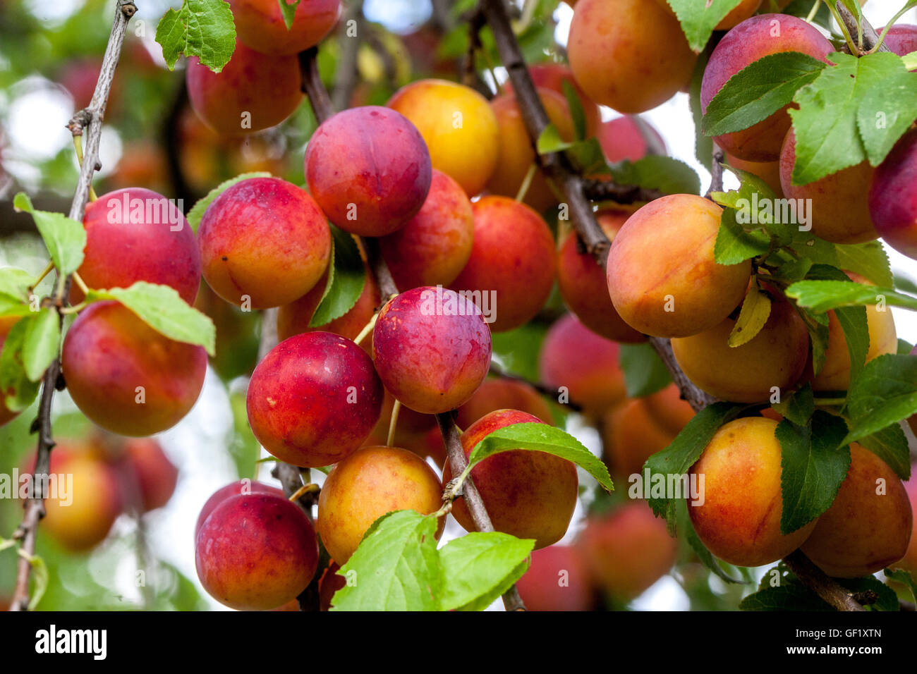 Kirschpflaume oder Mirabelle-Pflaume, Prunus domestica syriaca Stockfoto