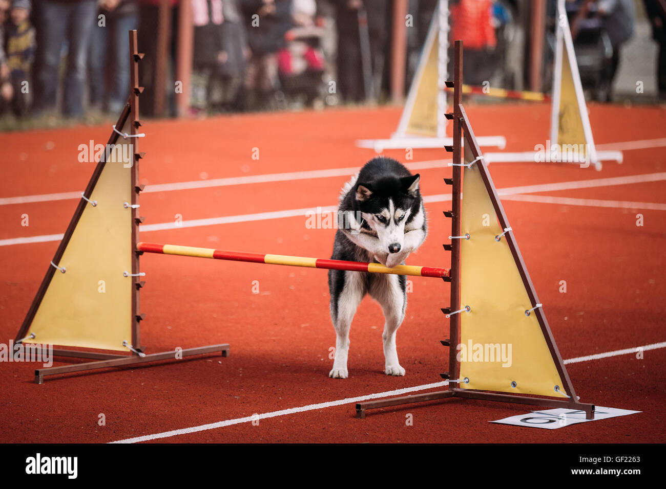 Aktive junge lustige Husky Hund springen im Freien bei Agility. Hund springt über Barriere bei Training. Stockfoto