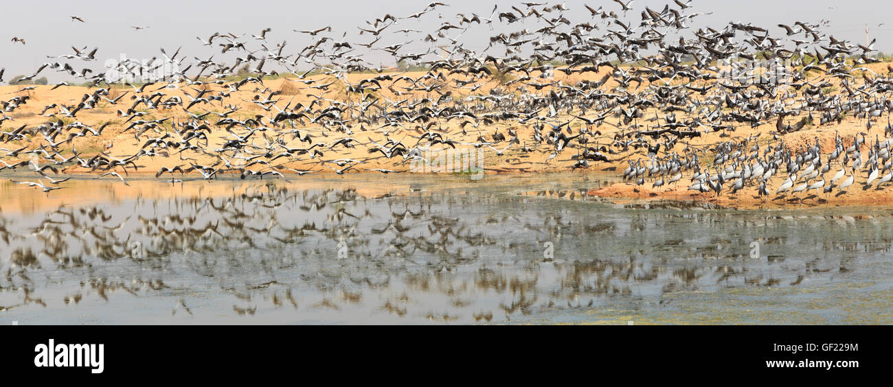 Thar-Wüste, Demoiselle Kraniche überwintern, Khichan, Indien Stockfoto