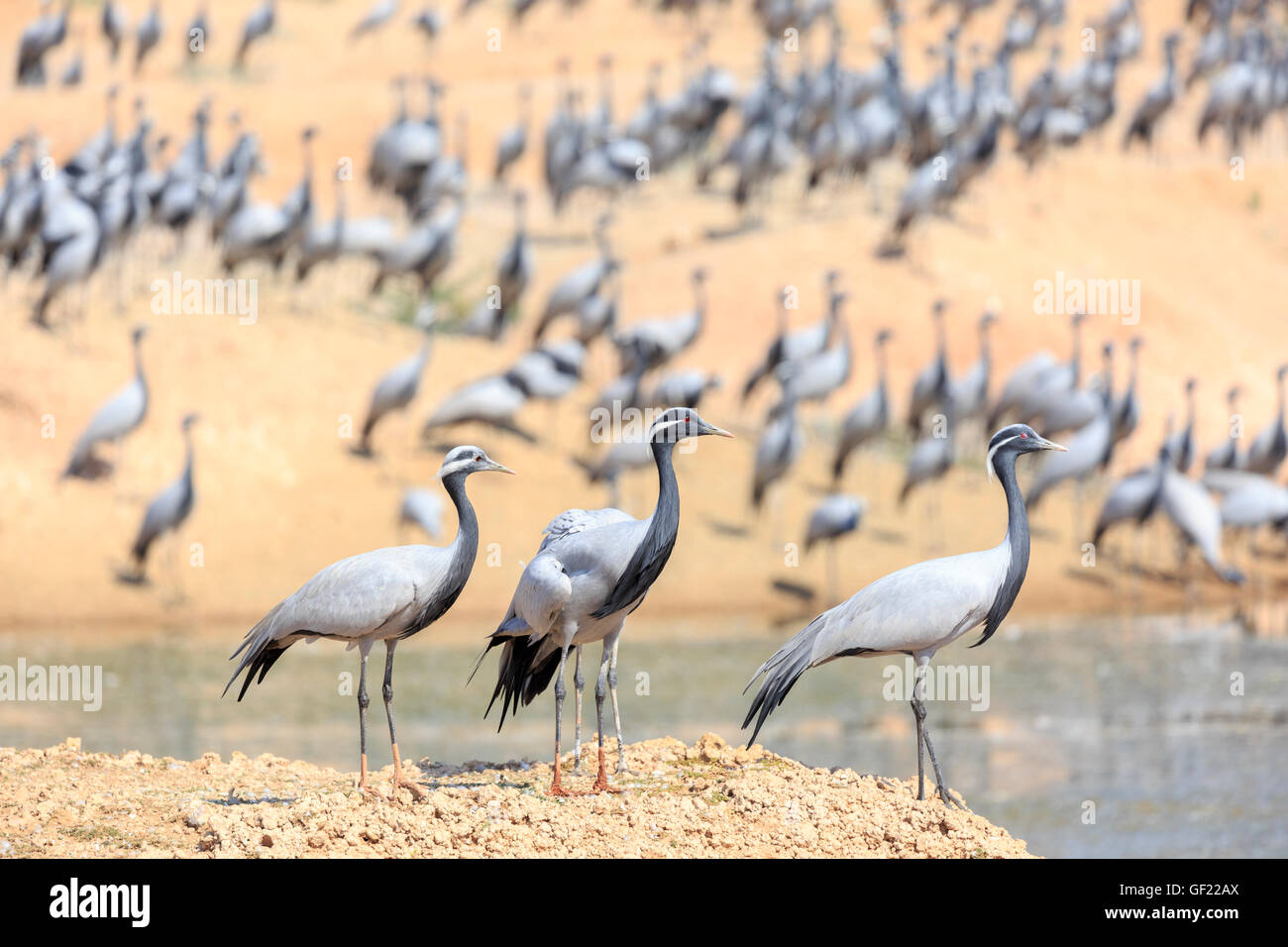 Thar-Wüste, Demoiselle Kraniche überwintern, Khichan, Indien Stockfoto