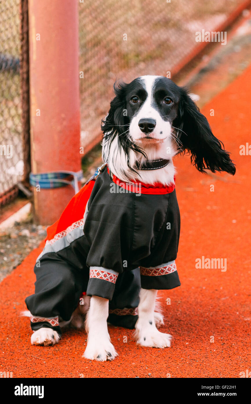 Junge russische Spaniel Hund sitzen am Boden im Freien und wartet auf Besitzer. Stockfoto