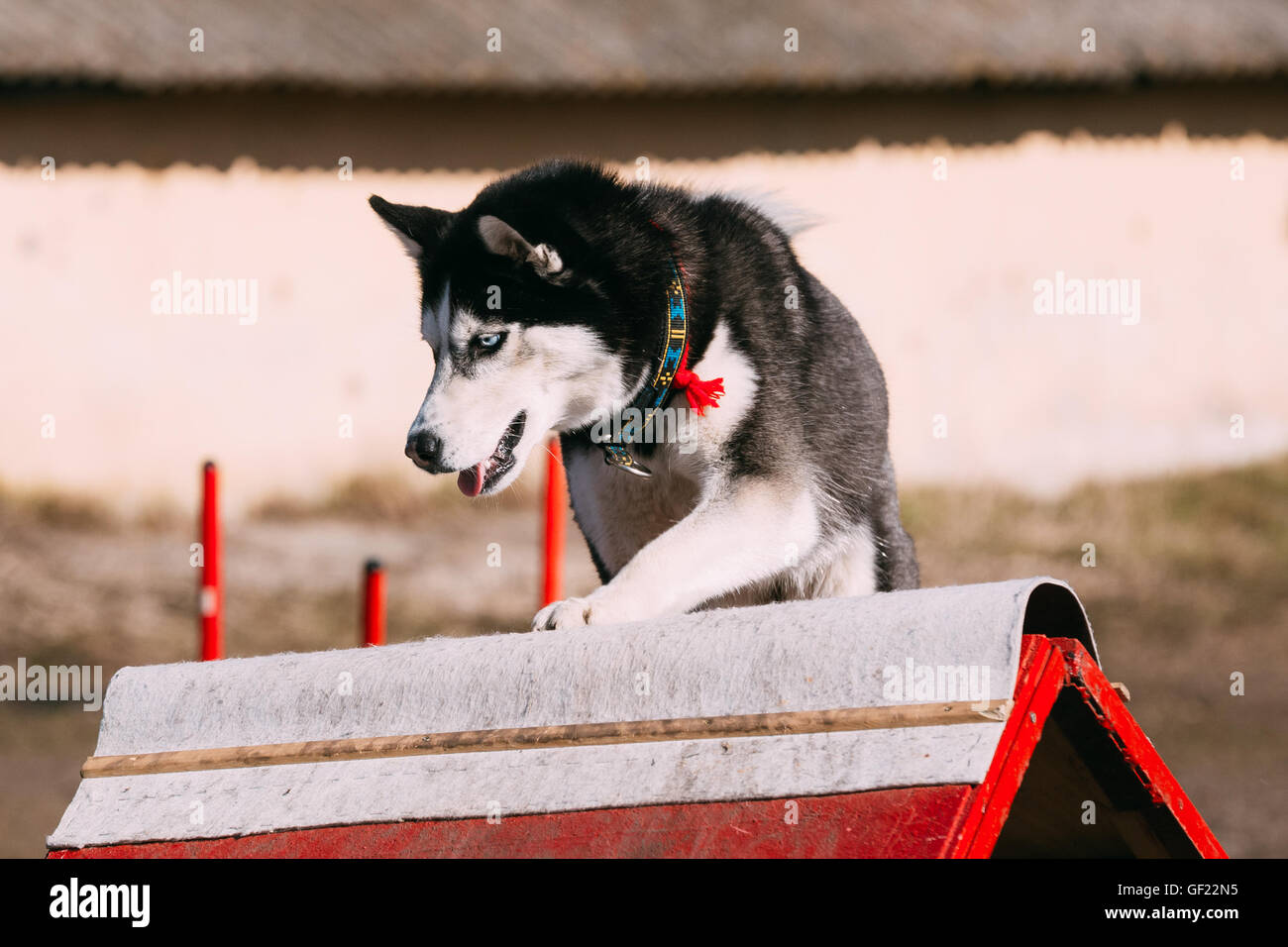 Laufen und springen Husky Hund Agility, Dog Sport. Stockfoto