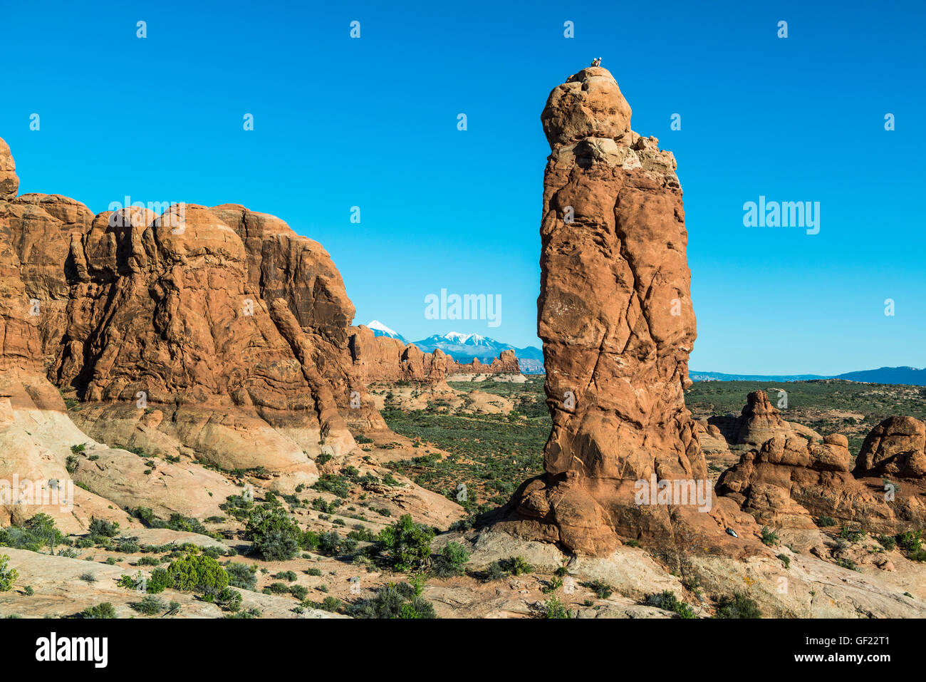Garten Eden, Arches-Nationalpark, Utah, USA Stockfoto