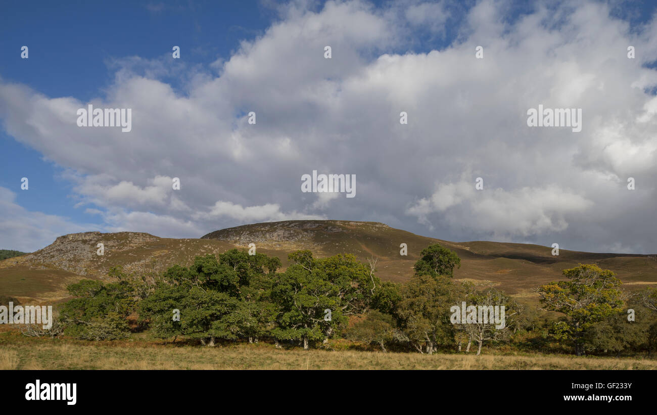 Eichenwälder in Strath Brora, Osten Sutherland, Schottisches Hochland, Schottland Stockfoto