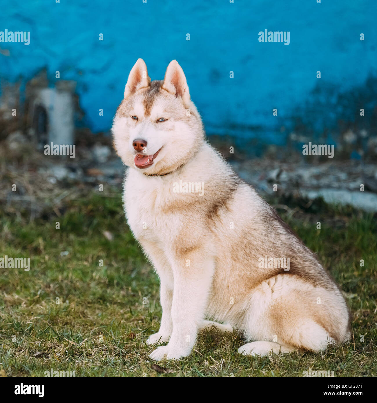 Junge Lustige Weisse Und Rote Husky Welpen Hund Mit Blauen Augen Blau Alte Wand Im Freien Stockfotografie Alamy