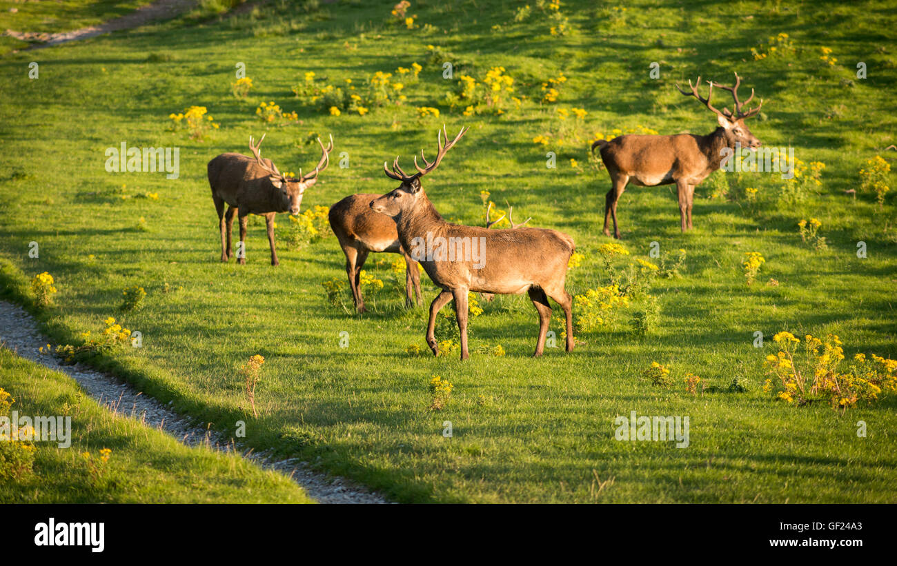 Irish Red Deer Herd Killarney National Park County Kerry Irland Stockfoto