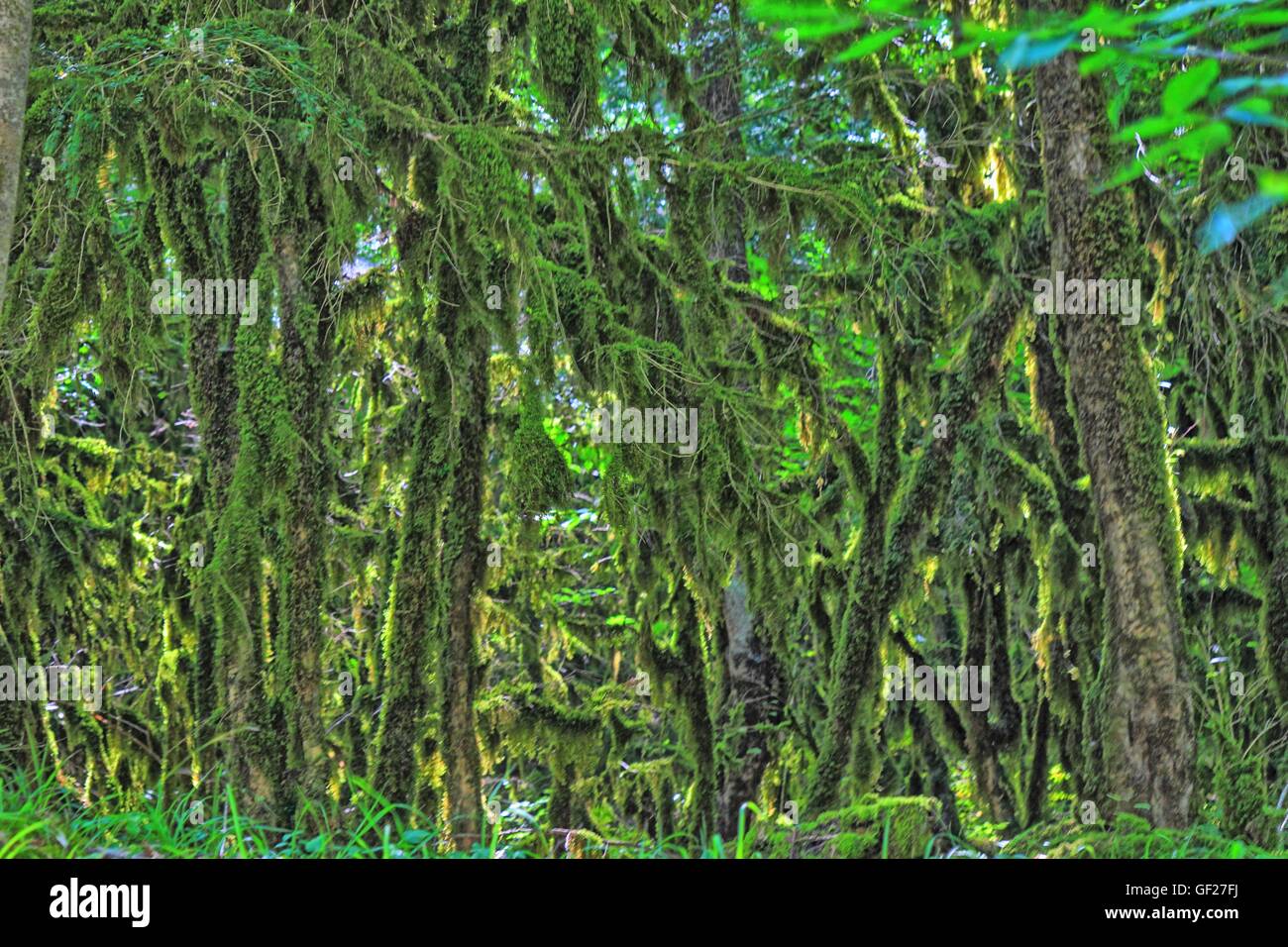 Feuchten subtropischen Regenwald mit Bäumen bedeckt von Moos Stockfoto