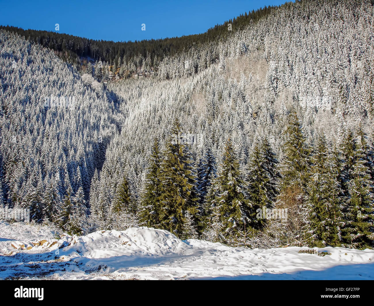 Winterliche Landschaft mit Bergen der Karpaten, Rumänien, Schnee bedeckt Kiefernholz Stockfoto