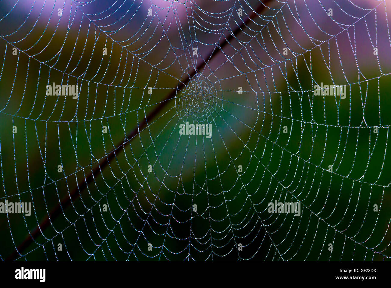 Netzwerk-Spinnweben auf dem Rasen Stockfoto