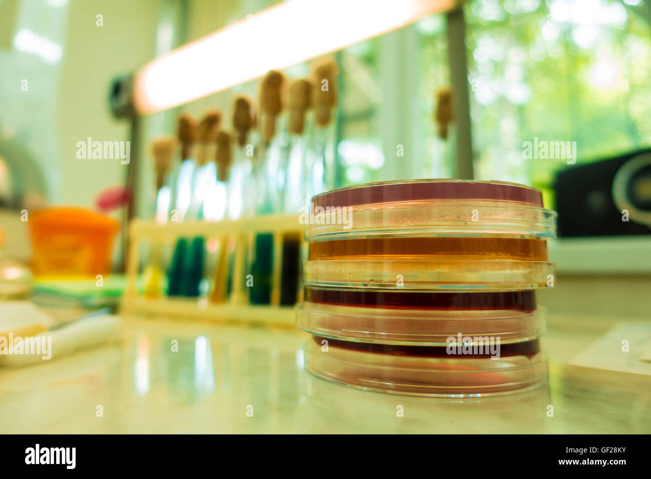 Inoculation loop -Fotos und -Bildmaterial in hoher Auflösung – Alamy
