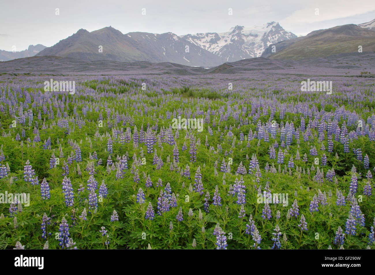 Nootka Lupin - eingeführt, um Boden Lupinus Nootkatensis South Coast Island PL002302 düngen Stockfoto