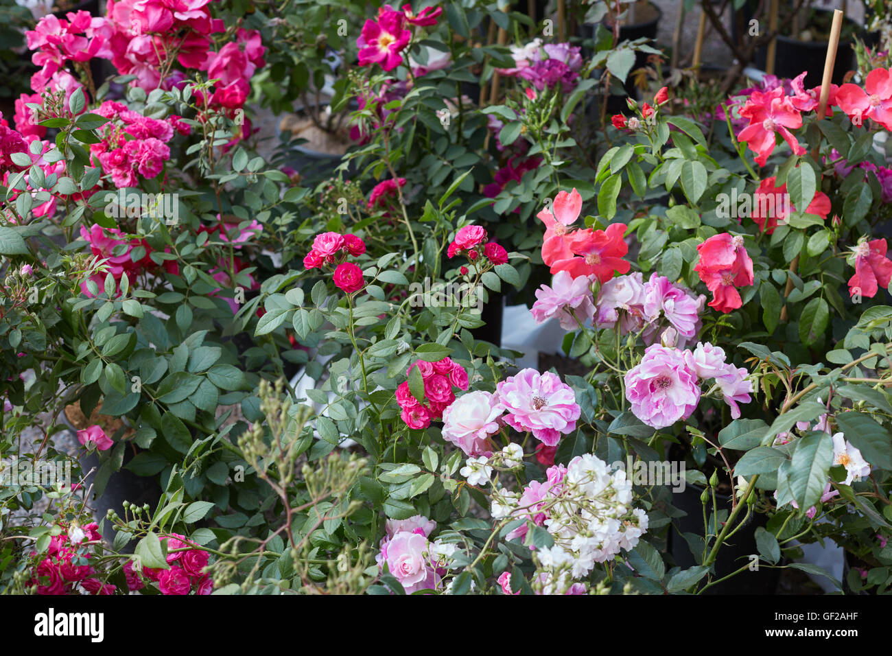 Rosengarten mit rosa, roten und weißen Blüten Stockfoto