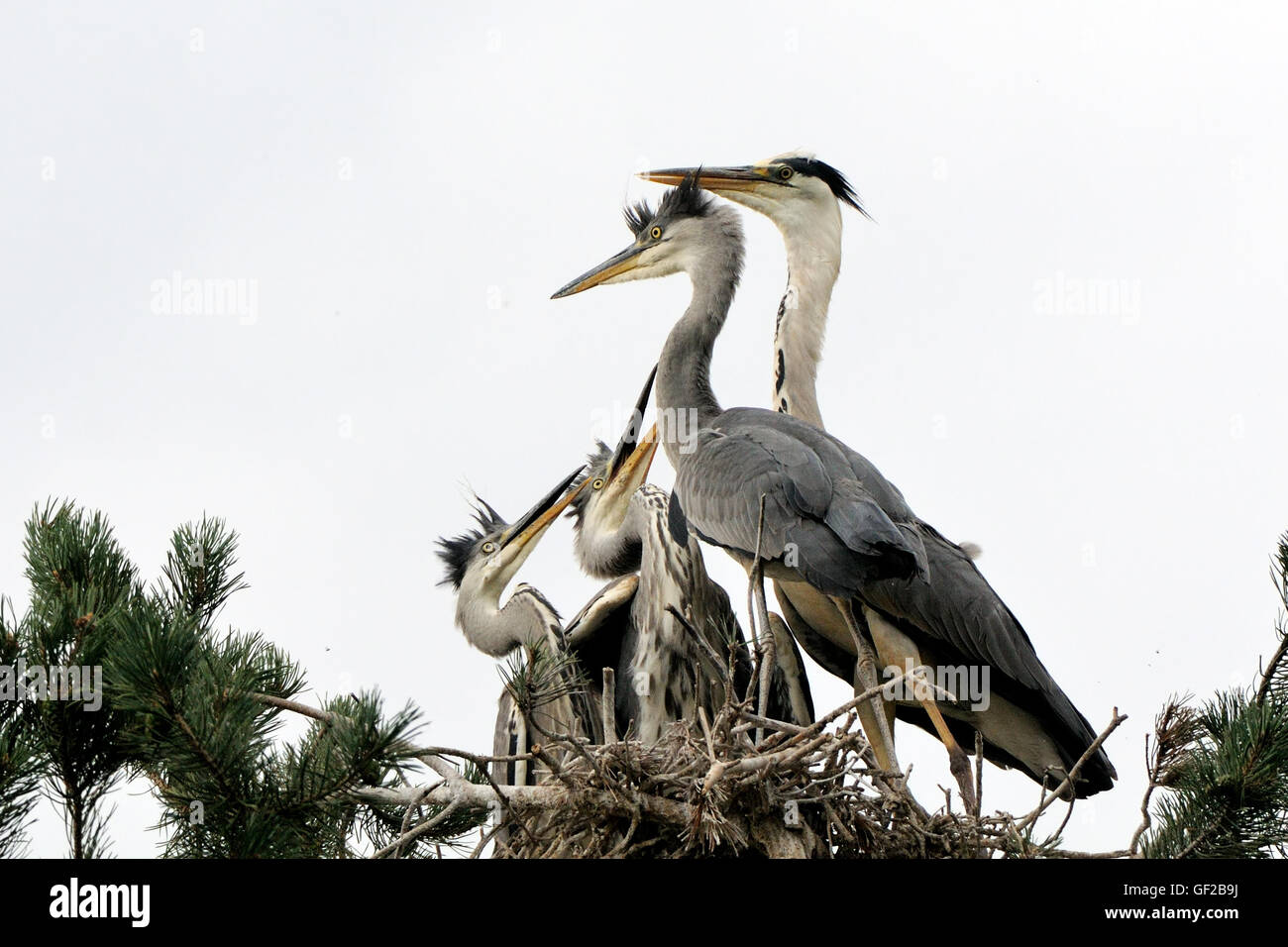 Altvogel angekommen um Graureiher (Ardea Cinerea) Jungvögel im Nest füttern. Stockfoto