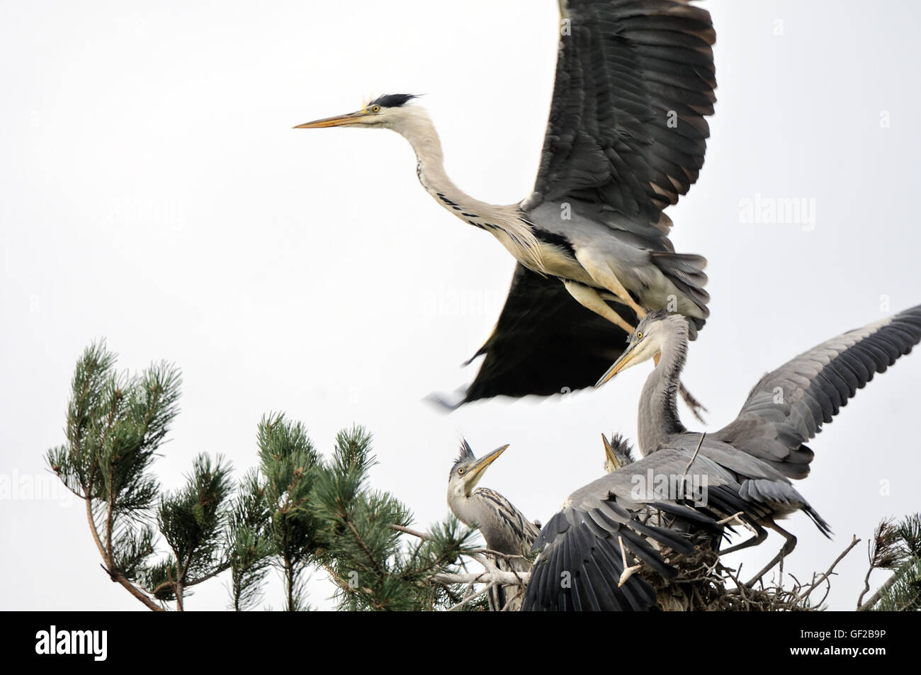 Graue Reiher (Ardea Cinerea) fliegen über das Nest mit Küken. Nationalpark Plesheevo See, Jaroslawl, Russland Stockfoto