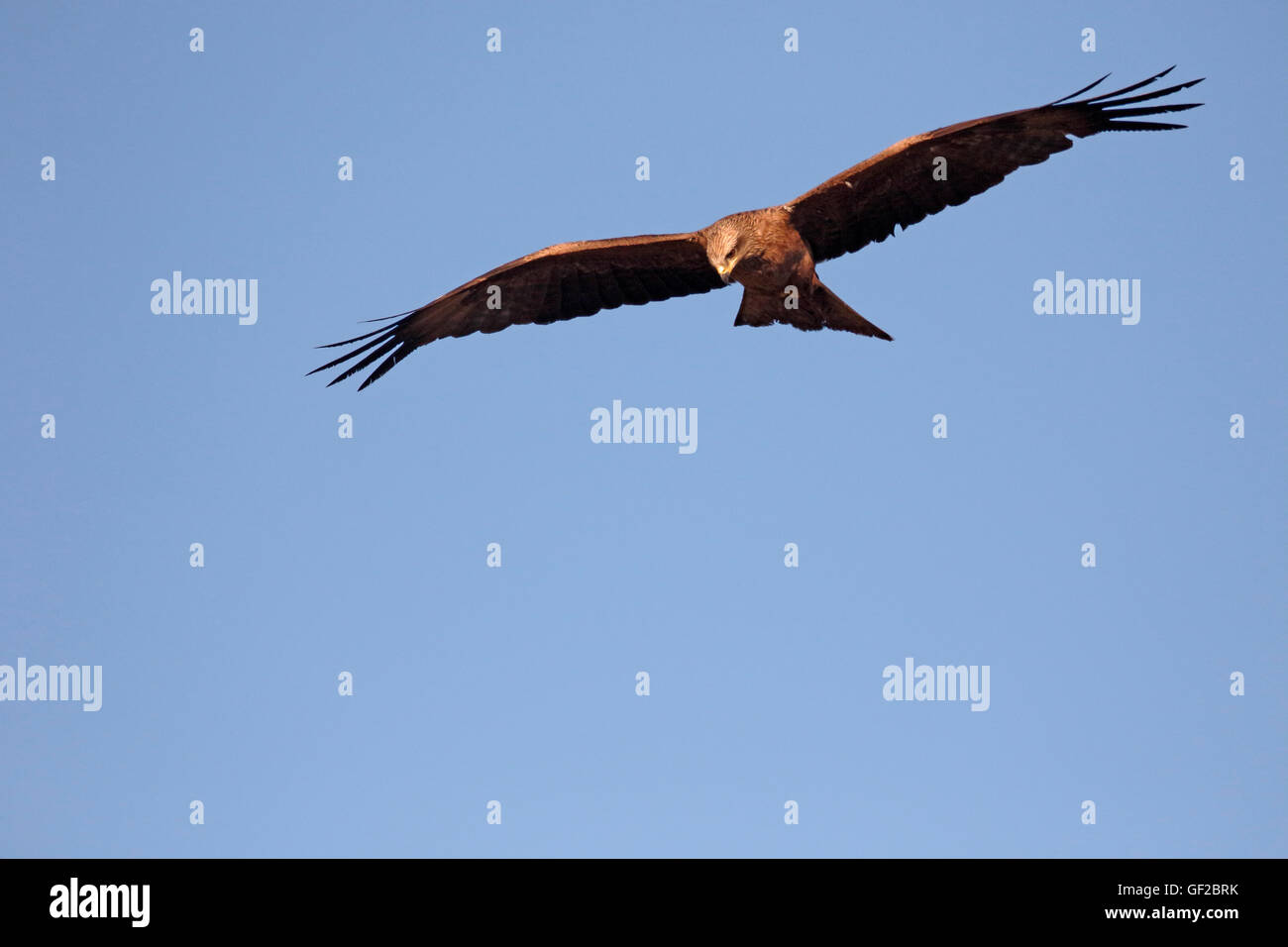 Schwarze Drachen, Milvus Migrans, einziger Vogel im Flug, Spanien, Juli 2016 Stockfoto
