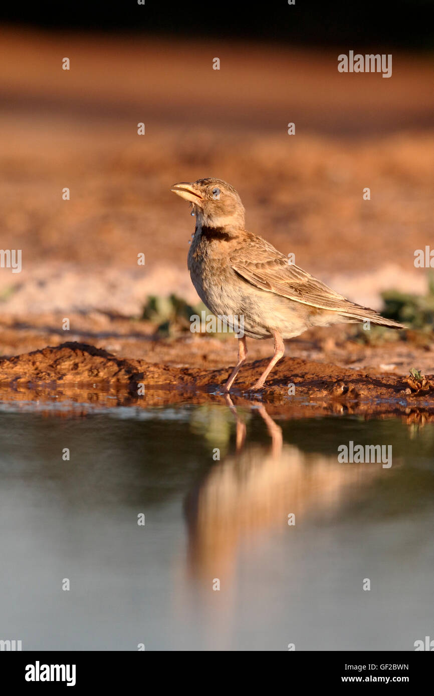 Calandra Lerche, Melanocorypha Calandra, einziger Vogel durch Wasser, Spanien, Juli 2016 Stockfoto