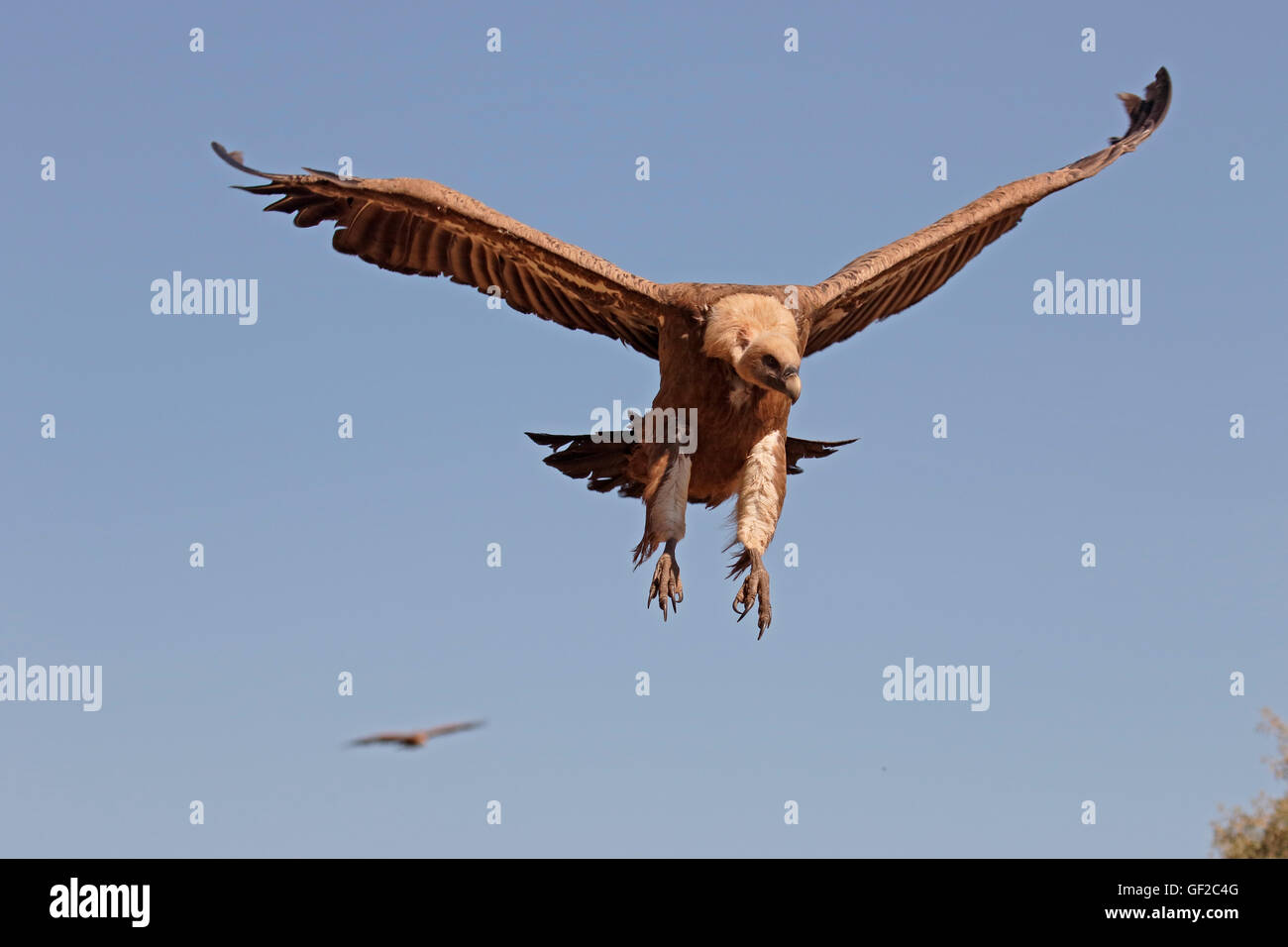 Gänsegeier, abgeschottet Fulvus, einziger Vogel im Flug, Spanien, Juli 2016 Stockfoto