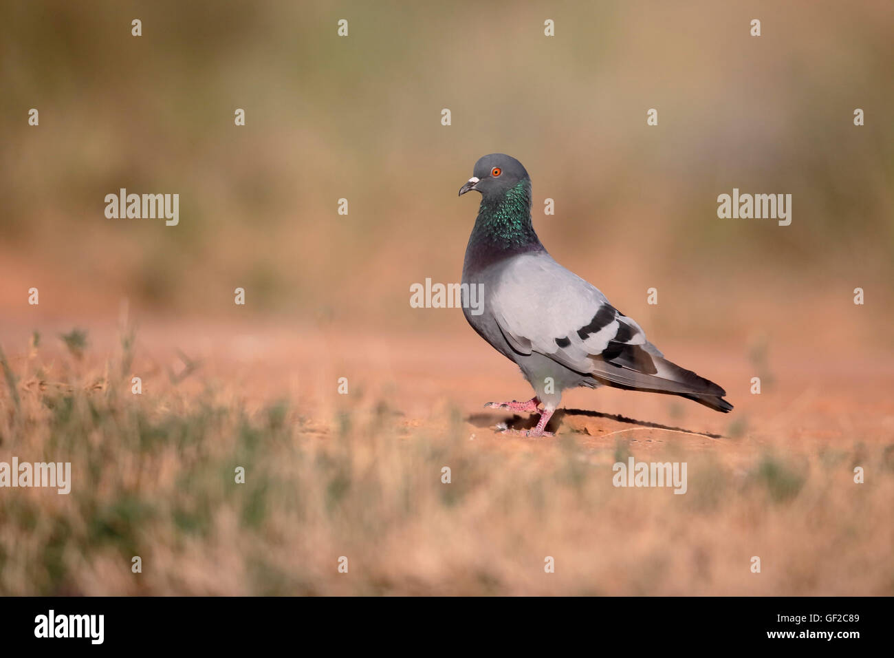 Felsentaube, Columba Livia, einziger Vogel am Boden, Spanien, Juli 2016 Stockfoto