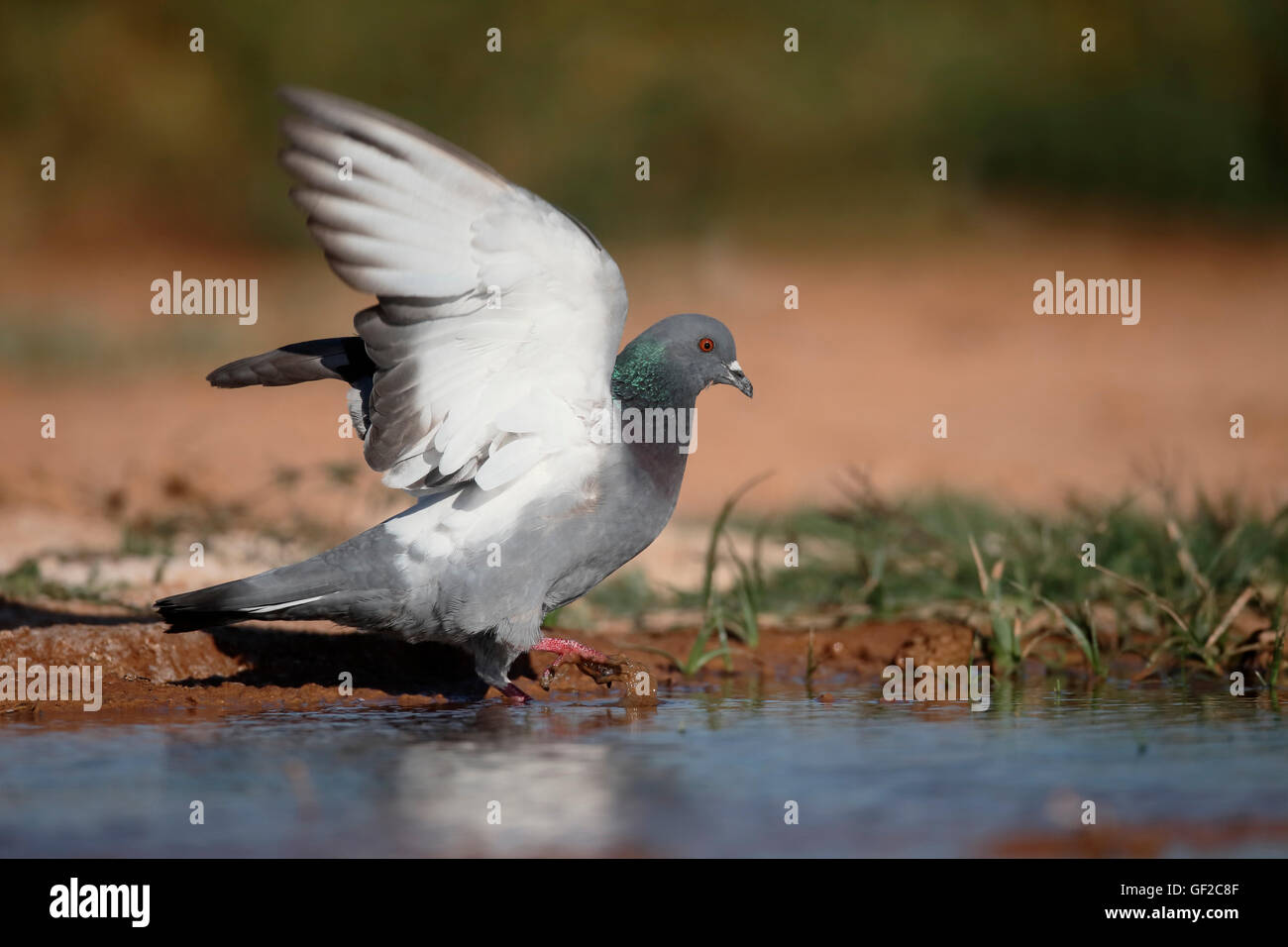 Felsentaube, Columba Livia, einziger Vogel durch Wasser, Spanien, Juli 2016 Stockfoto