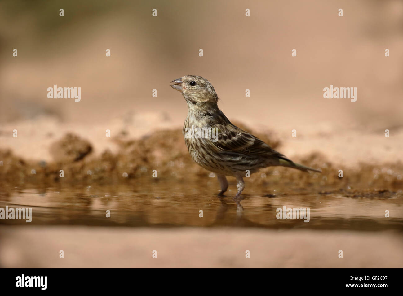 Serin, Serinus Serinus, alleinstehende Frau durch Wasser, Spanien, Juli 2016 Stockfoto