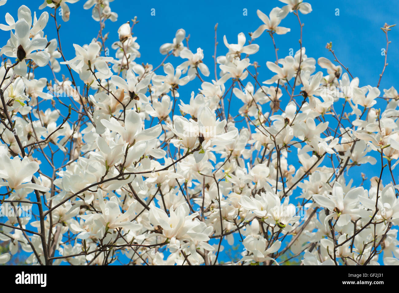 Foto Blühender Baum brunch mit weißen Blumen Stockfoto