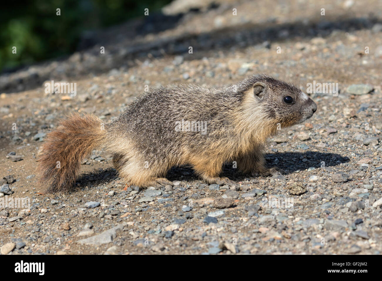 Yellow-bellied Marmot Stockfoto