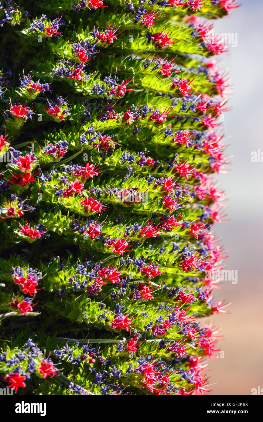 Roten Tajinaste Blumen auf den El Teide Vulkan, Teneriffa, Spanien Stockfoto