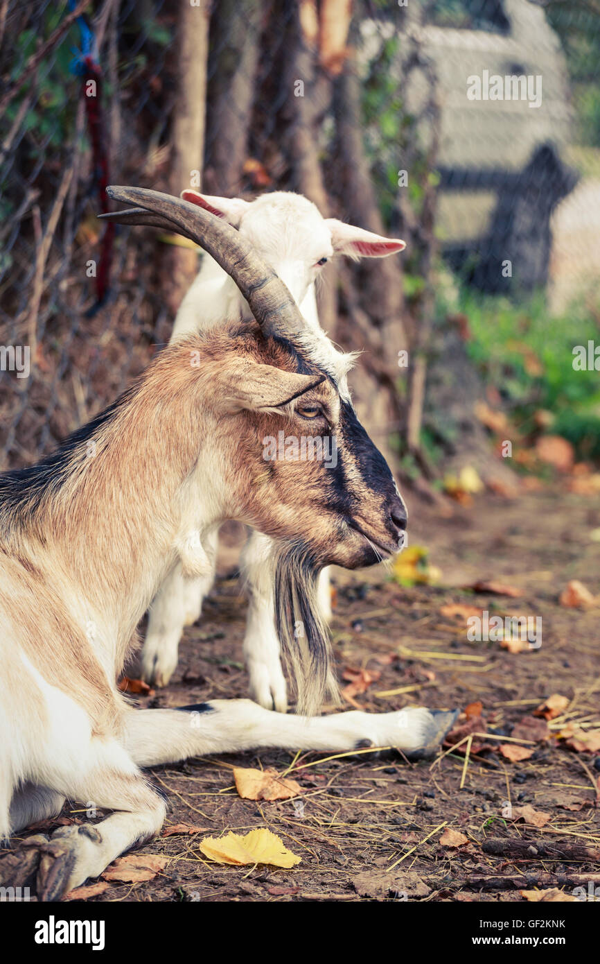 Ziege und kid Stockfoto