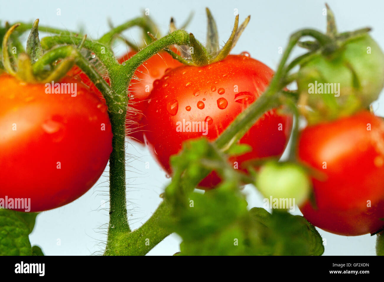 Cherry Zwerg Tomaten am Zweig, Tomate Stockfoto