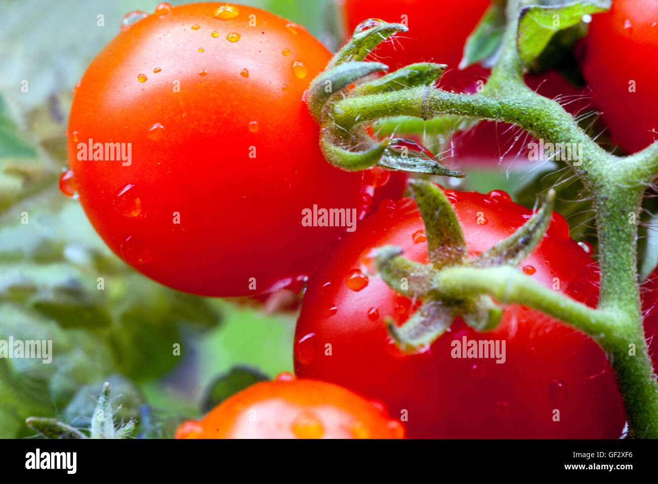 Cherry-Zwergtomaten, Tomate-Kirschtomaten aus nächster Nähe Stockfoto