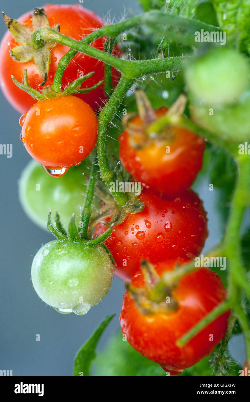 Cherry Zwerg Tomaten am Zweig, Tomate Stockfoto