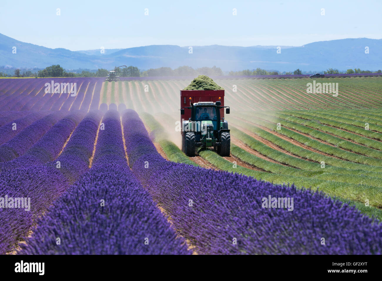 Lavendel-Feld in Frankreich während der Erntezeit, Provence. Traktor und Mähdrescher in Aktion Stockfoto