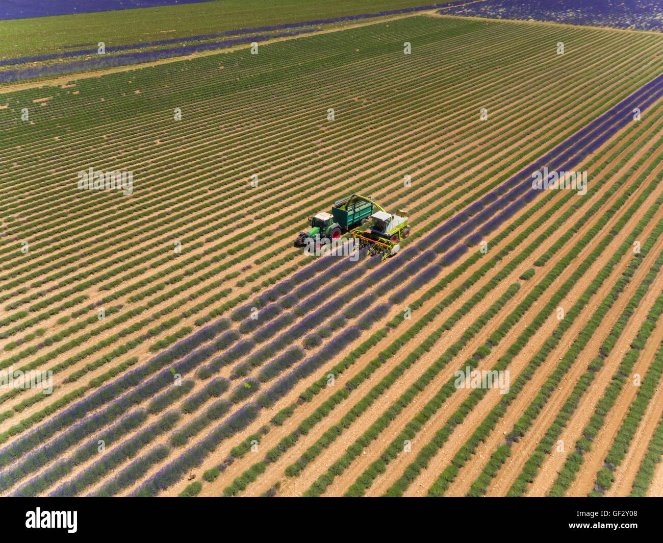 Lavendel-Feld in Frankreich während der Erntezeit, Provence. Traktor und Mähdrescher in Aktion. Aus Vogelperspektive fotografiert Stockfoto