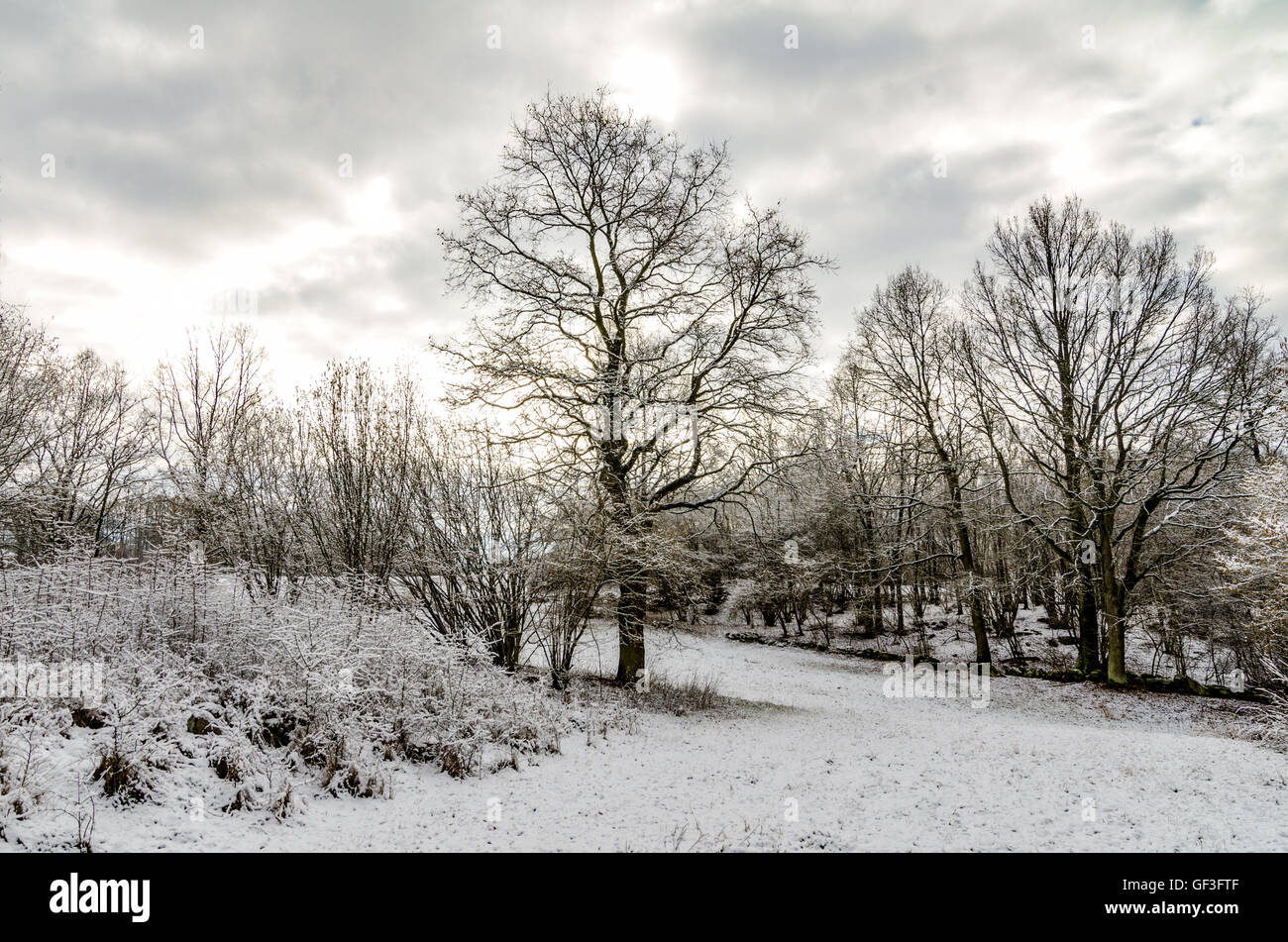 Bäume im Winter nach Schneefällen europäische Landschaft Stockfoto