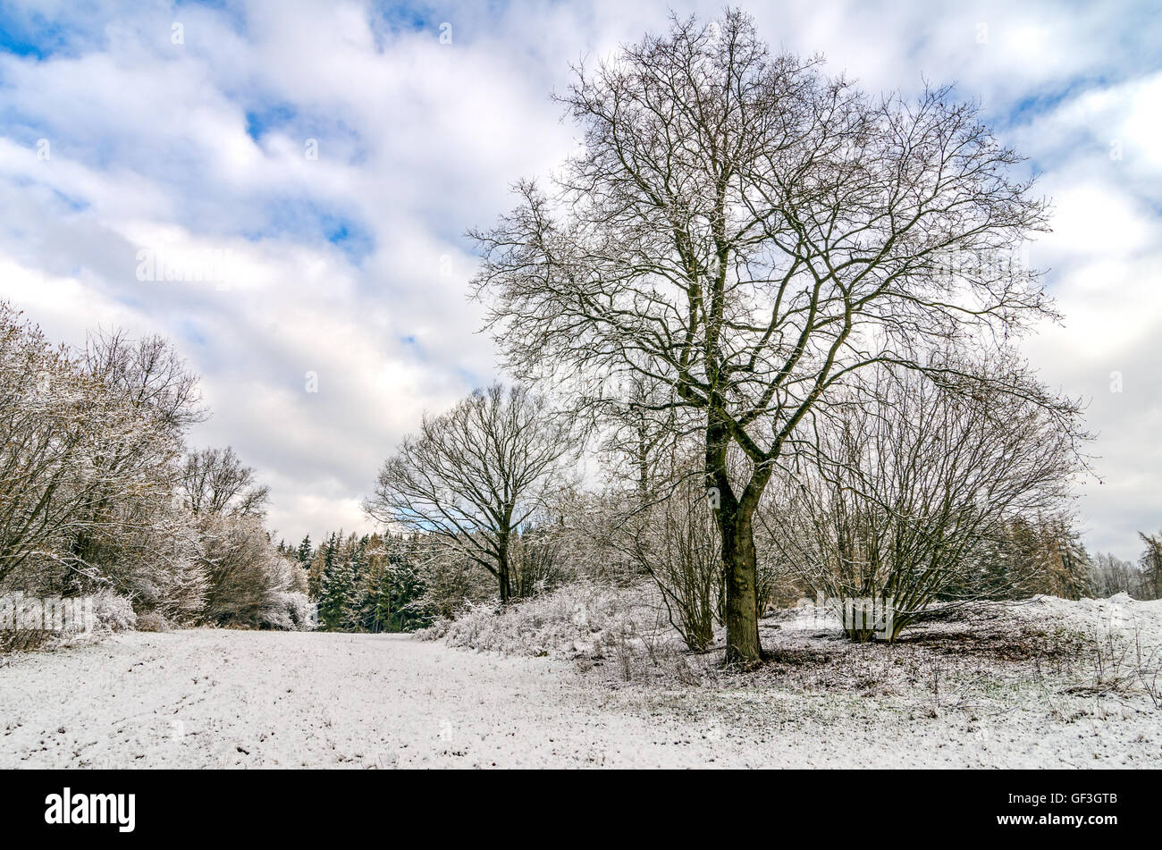 Bäume im Winter-Landschaft nach Schneefall Stockfoto