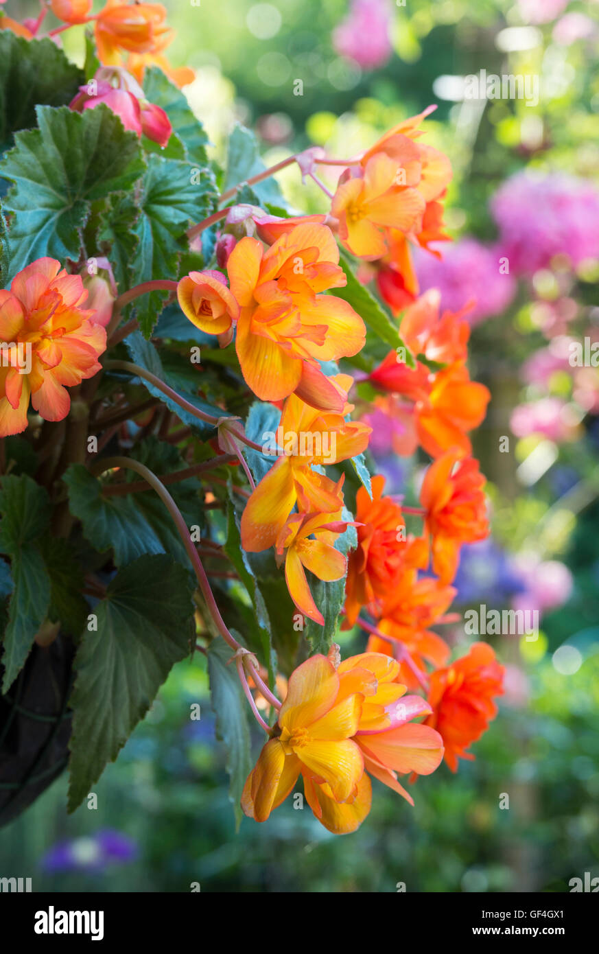 Begonia "Apricot funkeln" Blumen in einen hängenden Korb Stockfoto