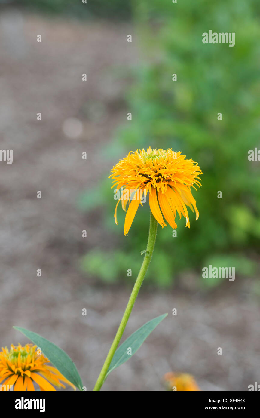 Echinacea 'Geheime Glow' Blume. Sonnenhut Stockfoto